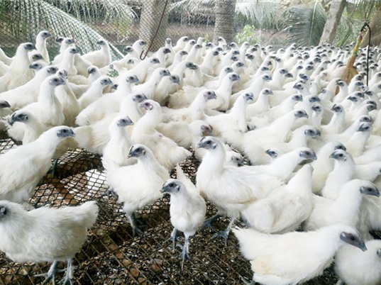 Trà Vinh: Chọn tạo đàn gà ác cho năng suất trứng cao gấp rưỡi